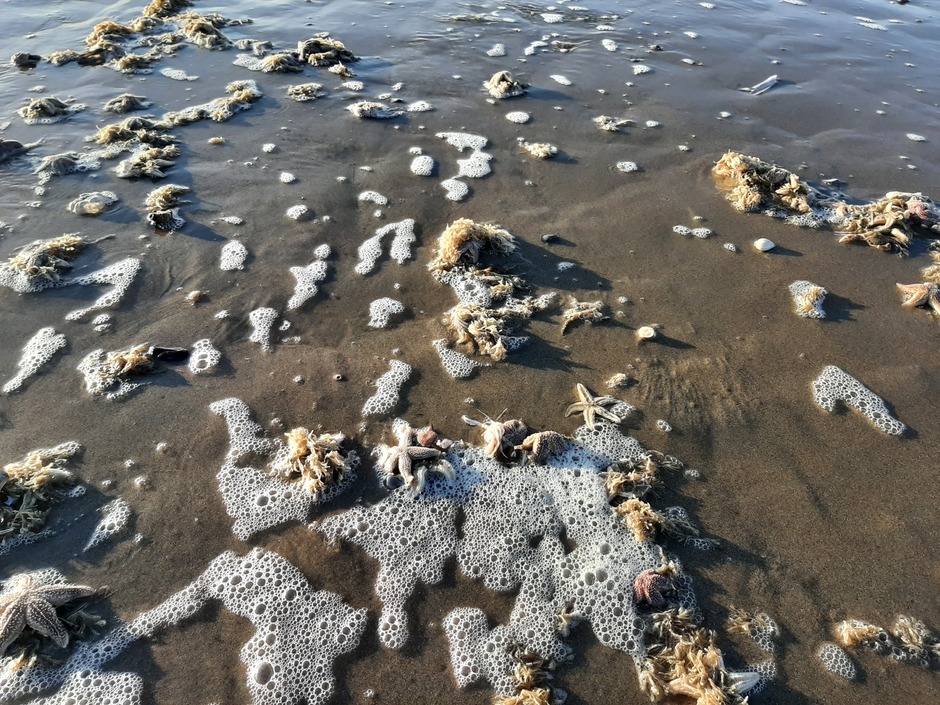 Veel aangespoelde zeesterren op het strand 