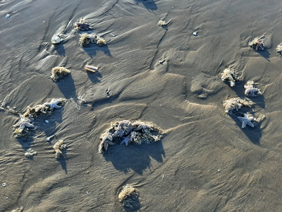 Aangespoelde zeesterren op het strand 