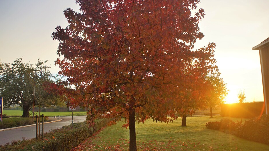 zonsopkomst en herfstkleuren aan de boom 9 gr