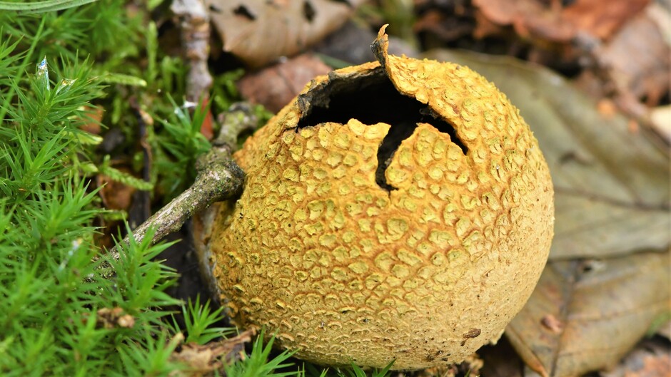 Gele aardappelbovist, een giftige paddenstoel of eigenlijk een schimmel die je op heide en in loofbossen makkelijk tegen kan komen. Een fascinerend verschijnsel om eens wat beter te bestuderen maar we