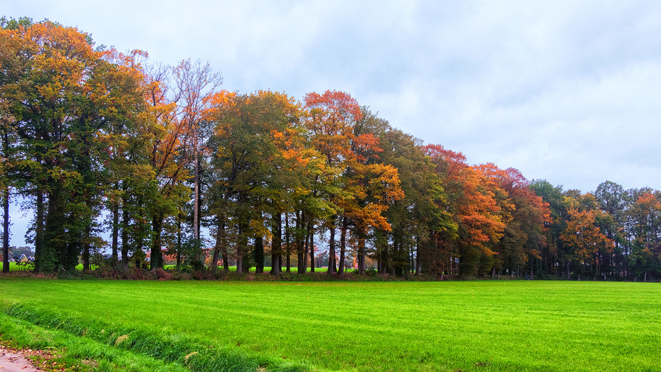 Bomen met spectaculaire herfstkleuren