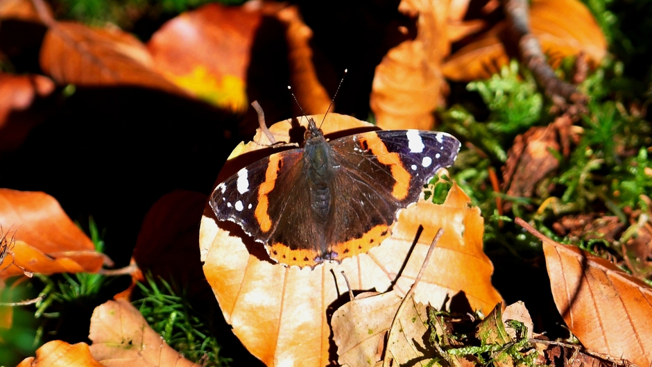 Atalanta vlinder in het zonnetje