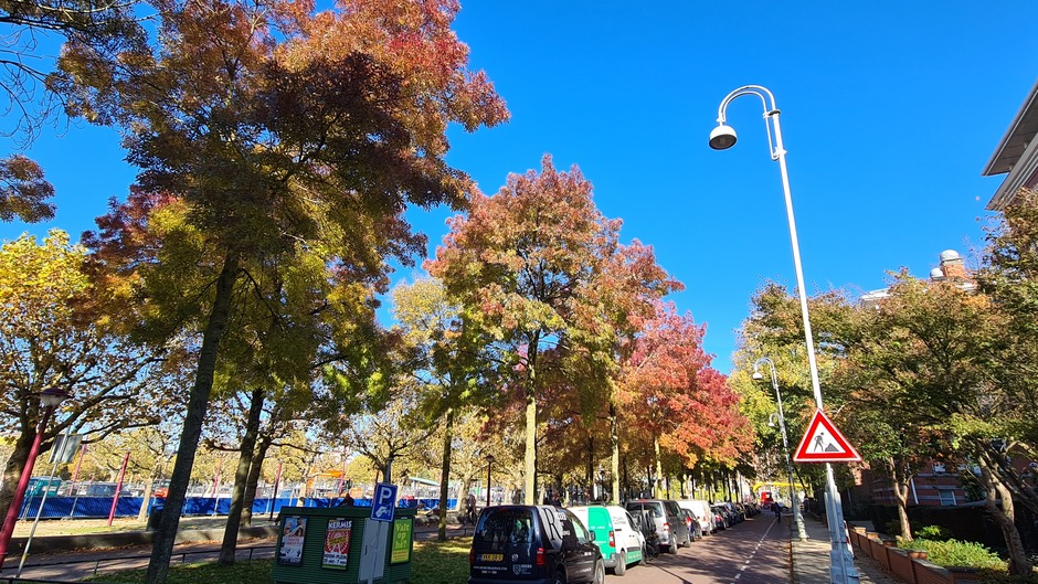 Regenboog bomen in Amsterdam