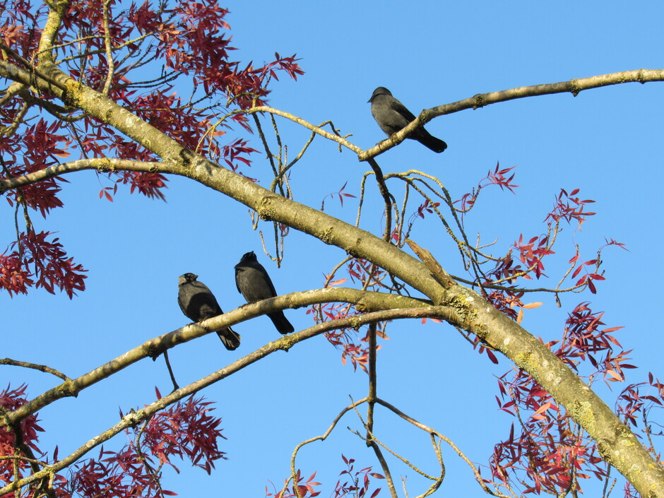 3 kauwtjes in de boom, mooie blauwe lucht vanmorgen in Kortgene en een zonnetje