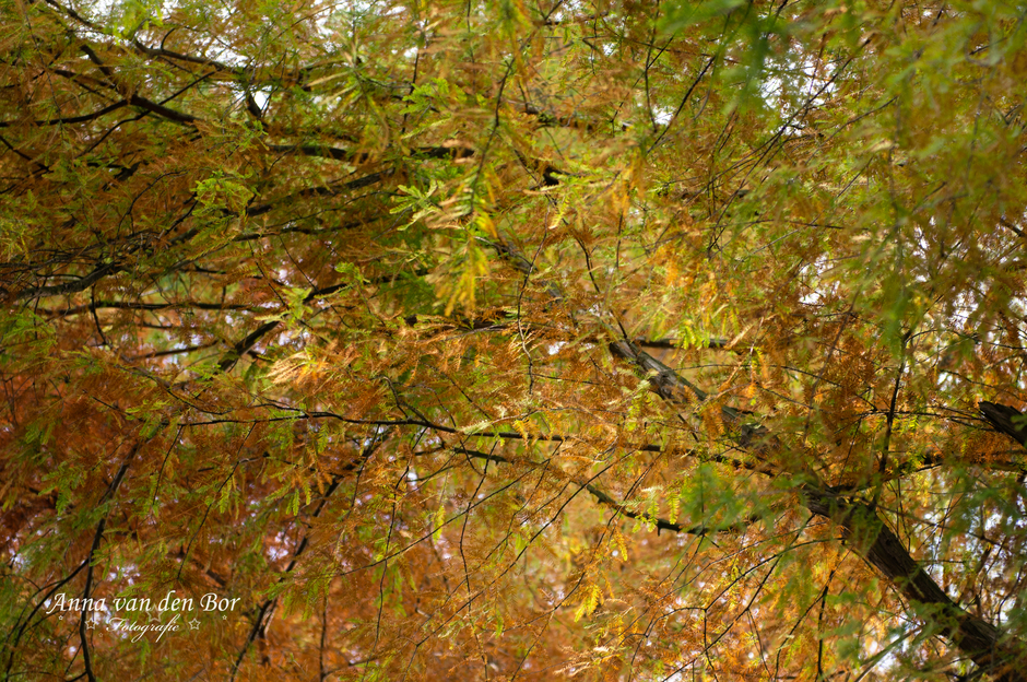 Kleur- en lichtspel hoog in de boom