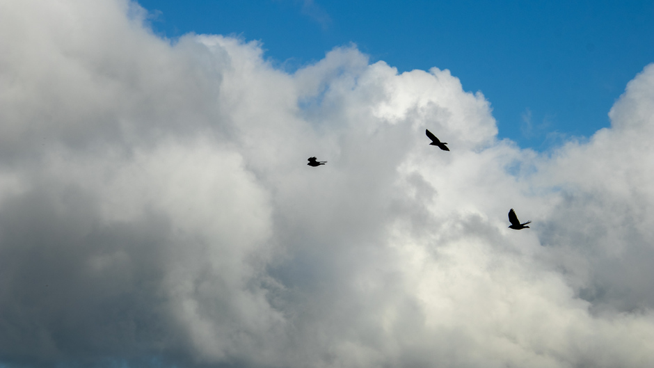 Kauwtjes vliegen in een vriendelijk bewolkte lucht 