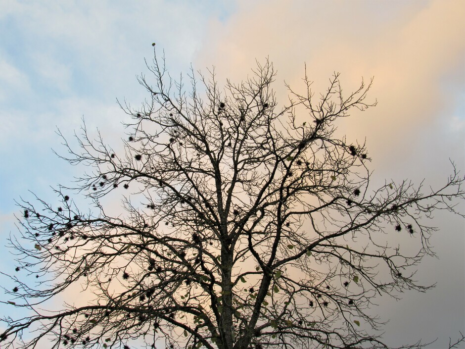 Herfstboom in ochtendkleuren van de opkomende zon, koud windje en 12,5 graden brrrr.