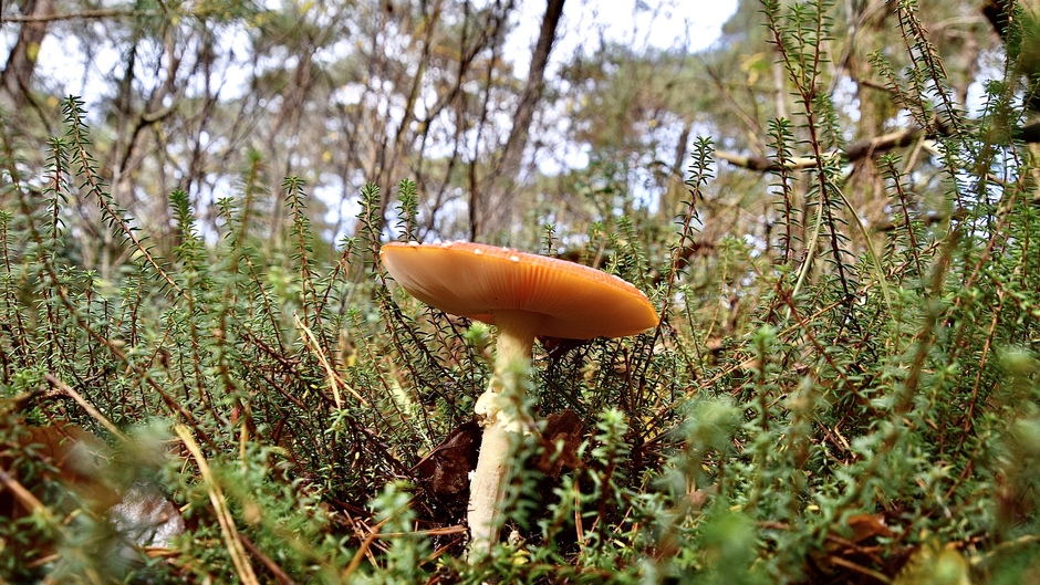 Op een grote paddenstoel rood met witte stippen…