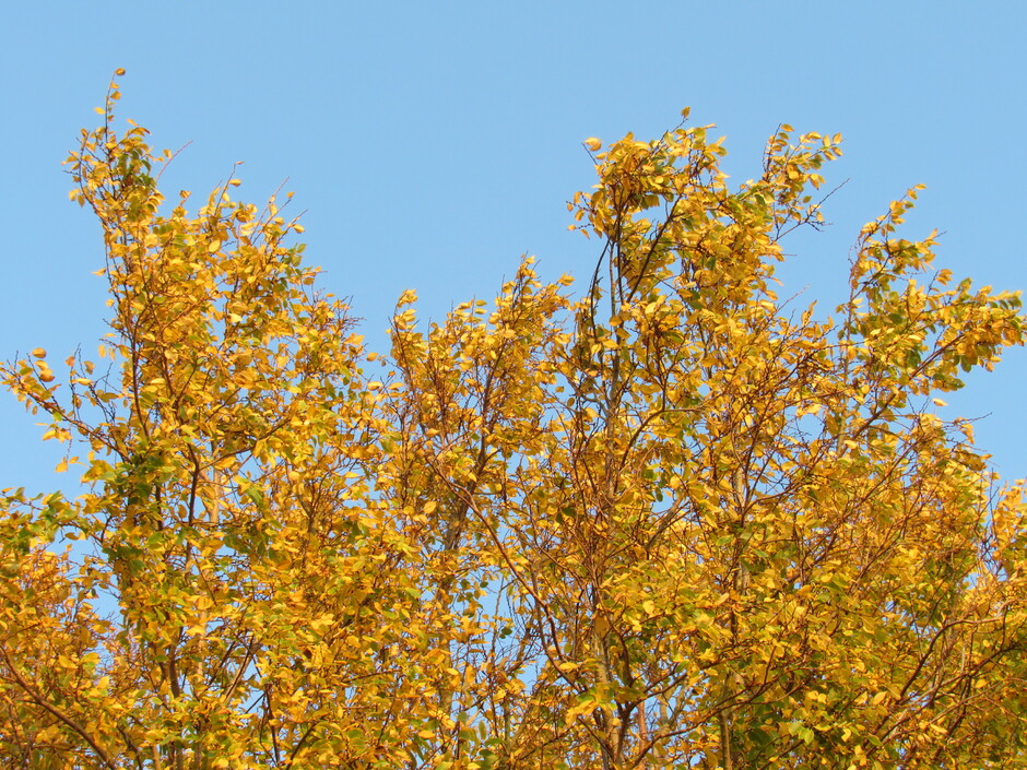 De net opgekomen zon beschijnt de mooie kleuren van de herfstbomen, mooi gezicht vanmorgen tegen die blauwe lucht