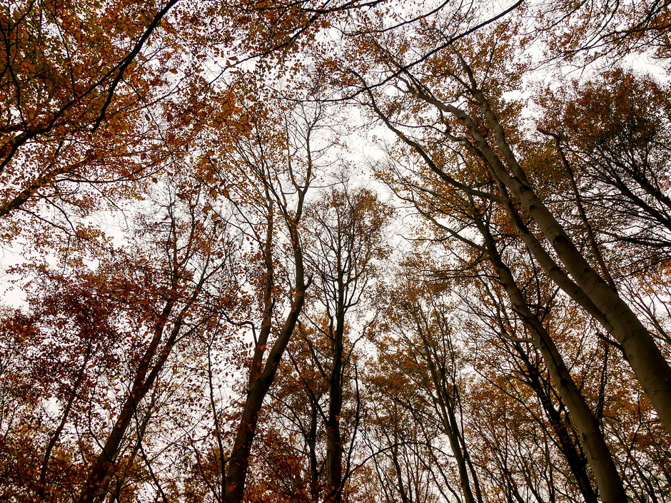 Bruine herfstkleuren tegen een grijze lucht