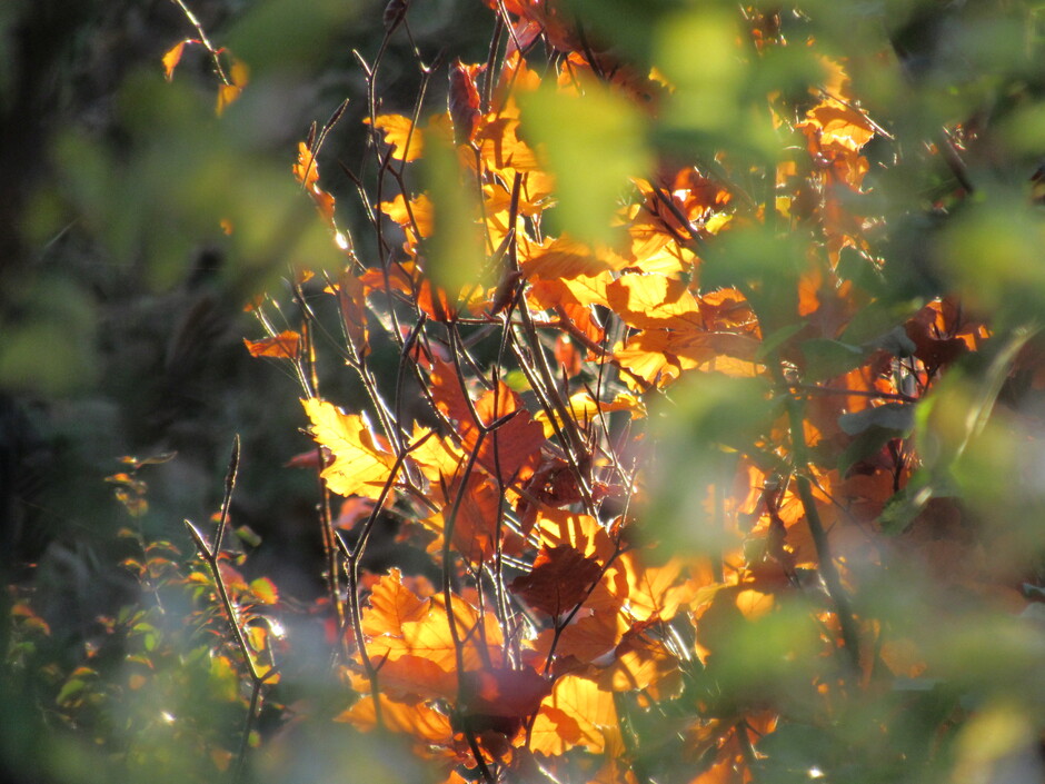 Het zonnetje op het beukenboompje, fraai die herfstkleuren