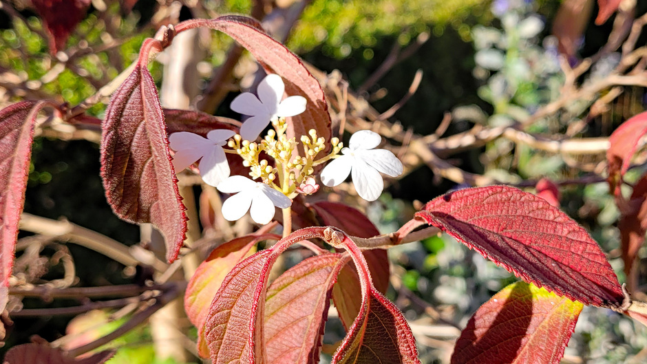 Viburnum Plicatum (Japanse Seeuwbal)