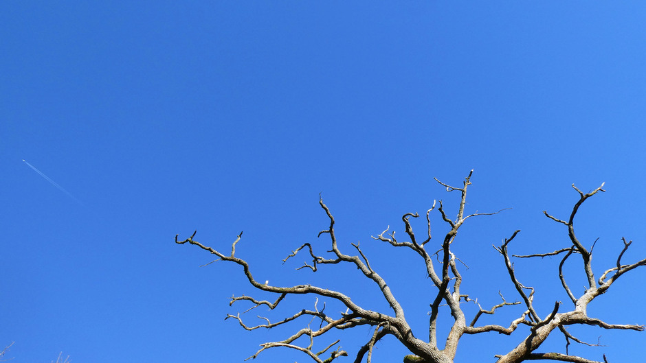 Kale bomen en strakblauwe lucht