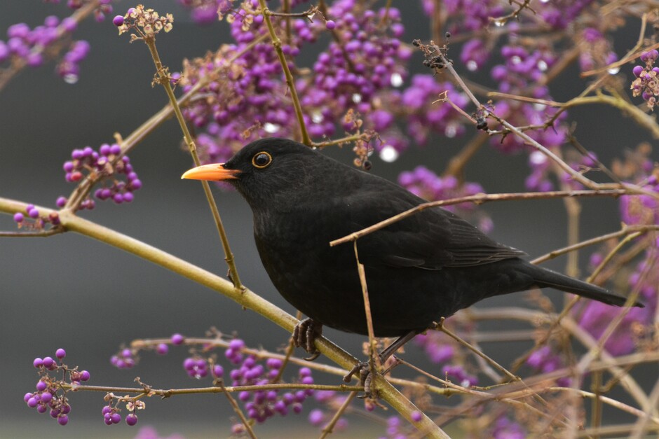 Voor de vogels is er nu nog genoeg voedsel in de natuur, maar zodra er echt vorst en sneeuw bij komt is verantwoord bijvoeren een welkome aanvulling.