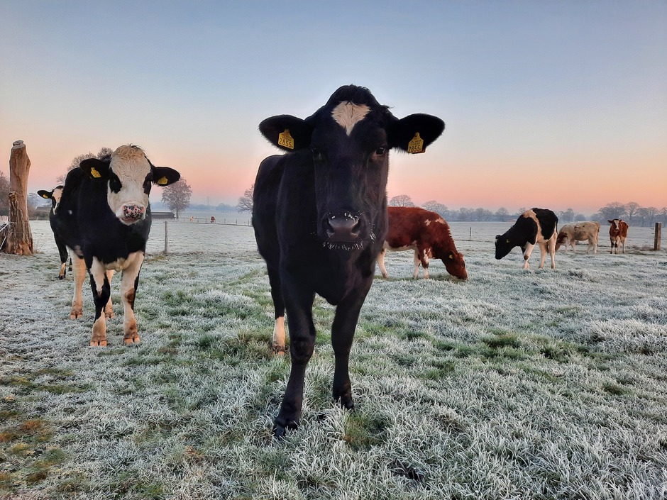 Koude koeienpoten tijdens winterse zonsopkomst in Holten