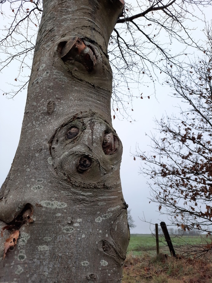 'Tree-Face'