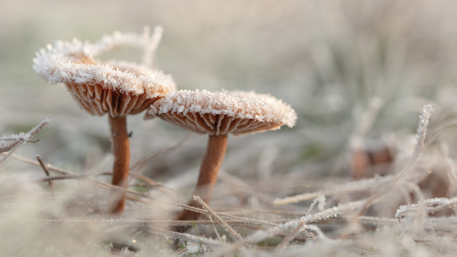 Bevroren paddenstoeltjes