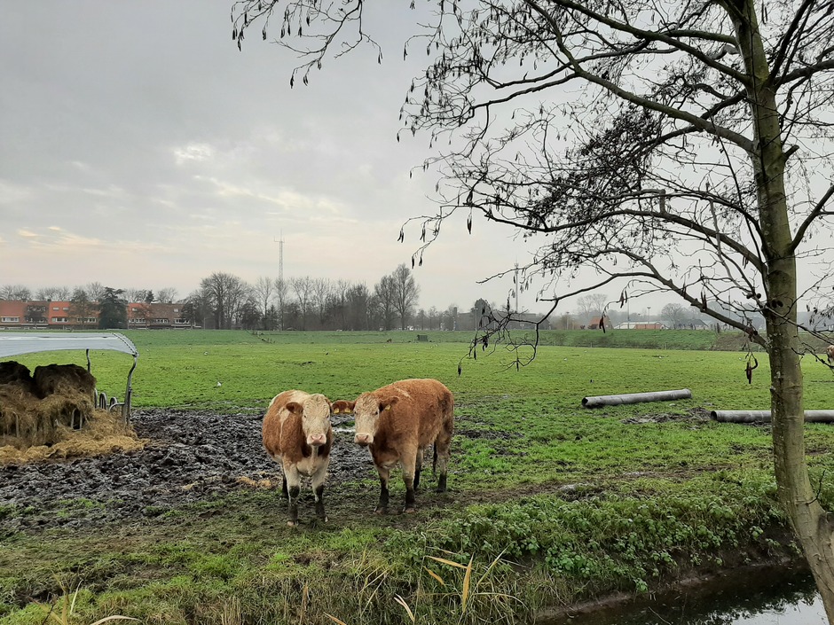 Koeien in het weiland 
