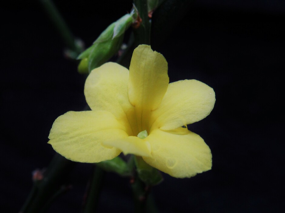 Onze Winterjasmijn, "Jasminum Nudiflorum" bloeit