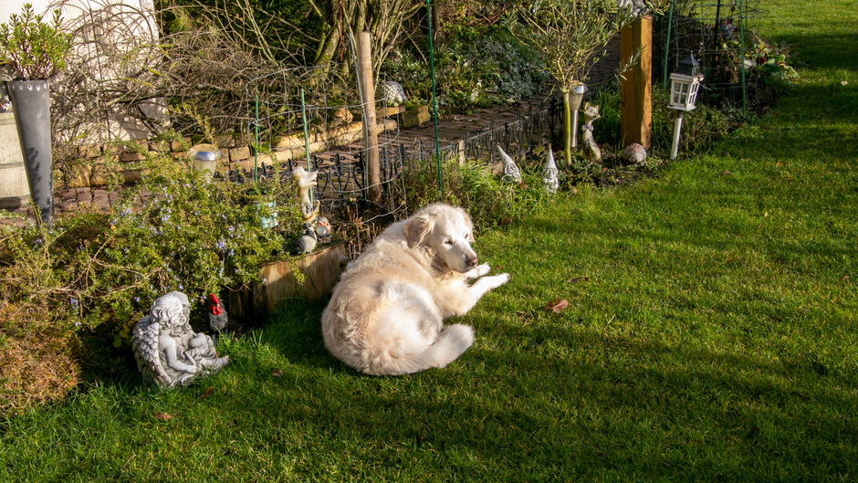Hond geniet van de zon