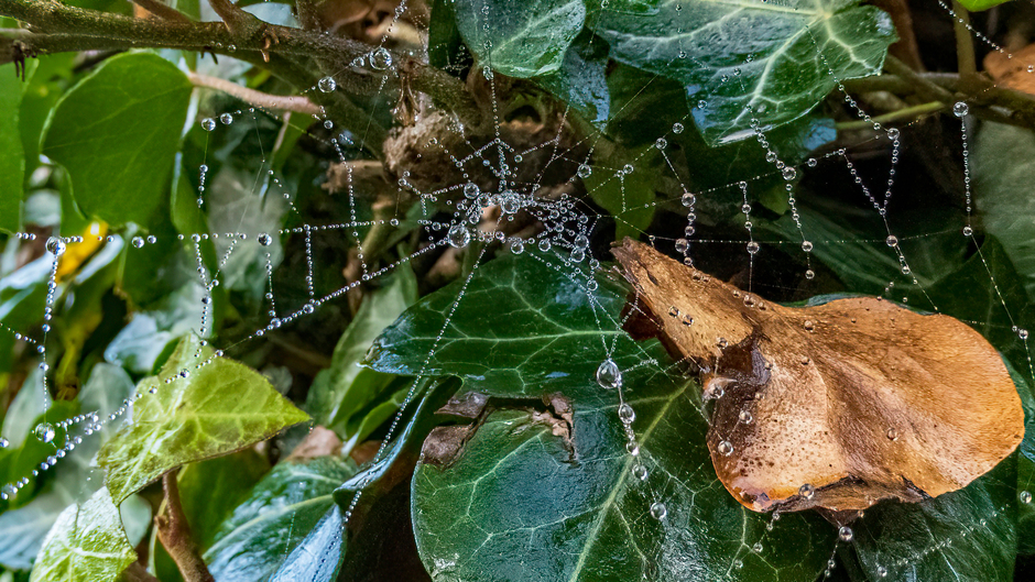 Spinnenweb Dauw Druppels