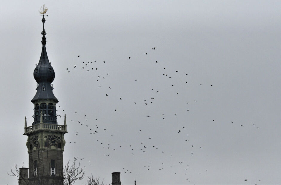 Vogels vliegen door de grijze lucht bij het stadhuis van Veere