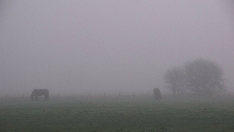 mistige morgen < 200 meter zicht 2 gr paarden in de wei