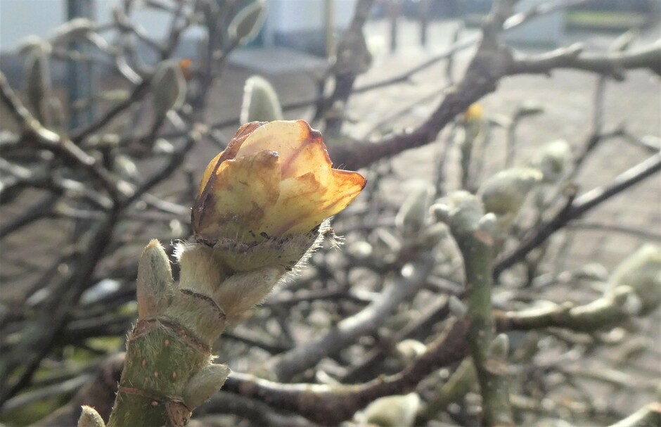  Magnolia beetje vorst gehad.