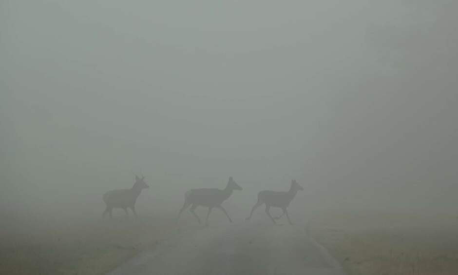 Overstekend wild in de mist