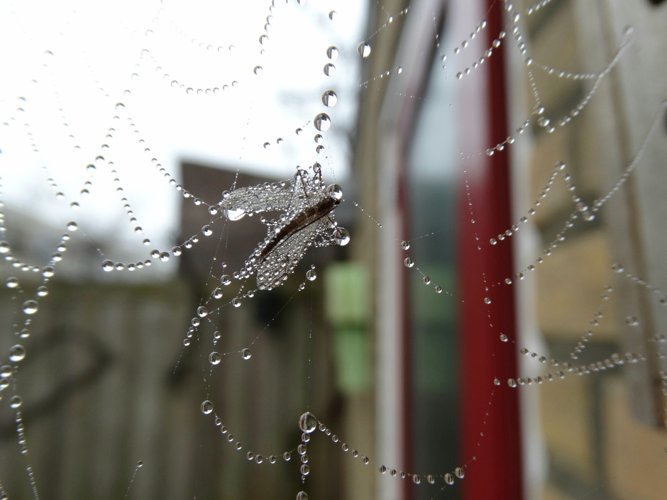 Een mug in een spinnenweb 