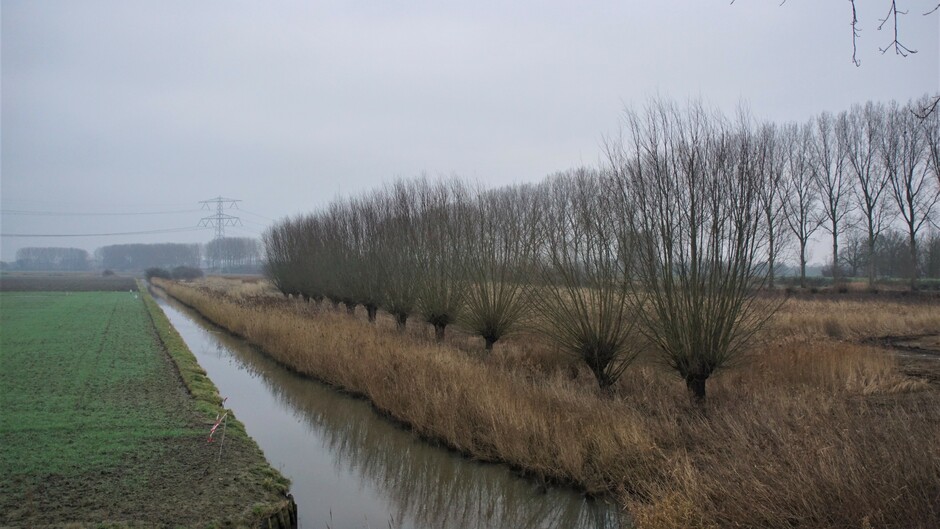 bewolkt grijs en nevelig 4 gr in de polder