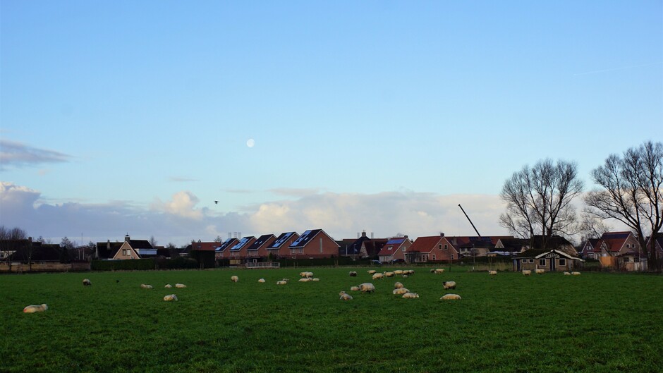 zon blauwe lucht wolkjes 5 gr schapen in de wei