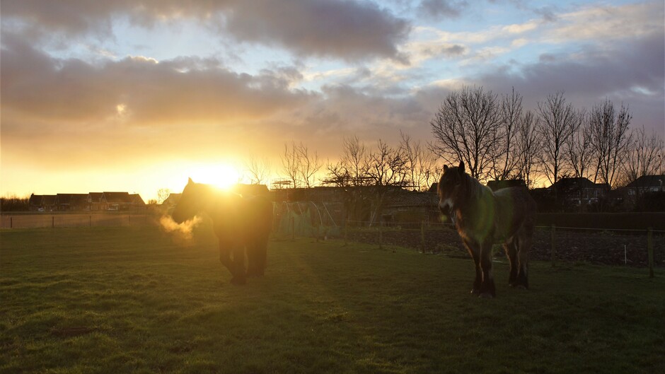 zonsopkomst bewolkt 5 gr in de paarden wei