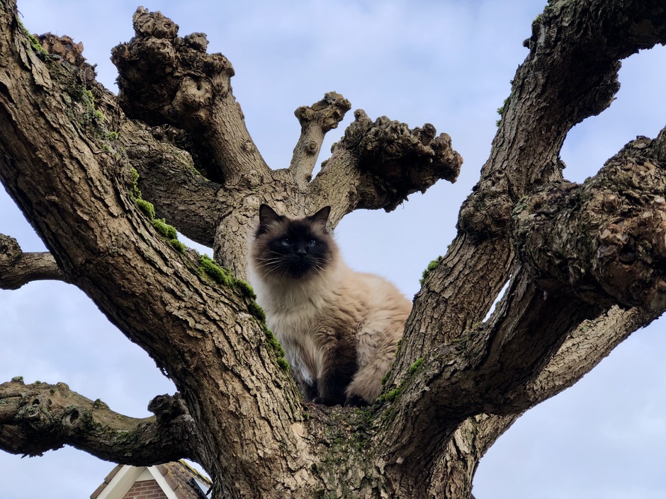 Gevalletje kat uit de boom kijken 