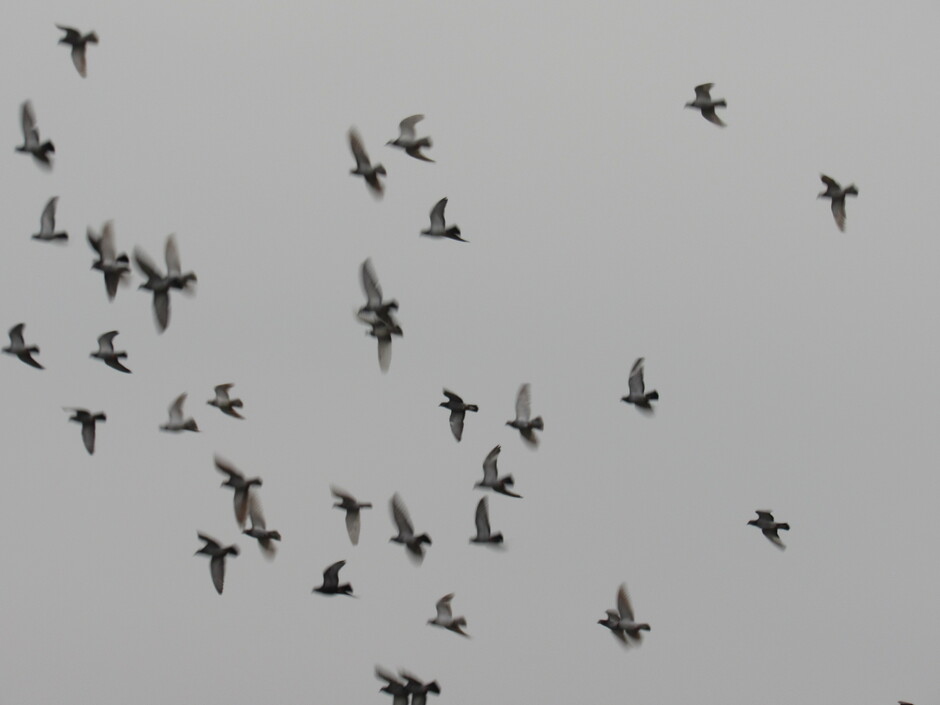Er is wat beweging in de grijze lucht...... van grijze duiven in vlucht...