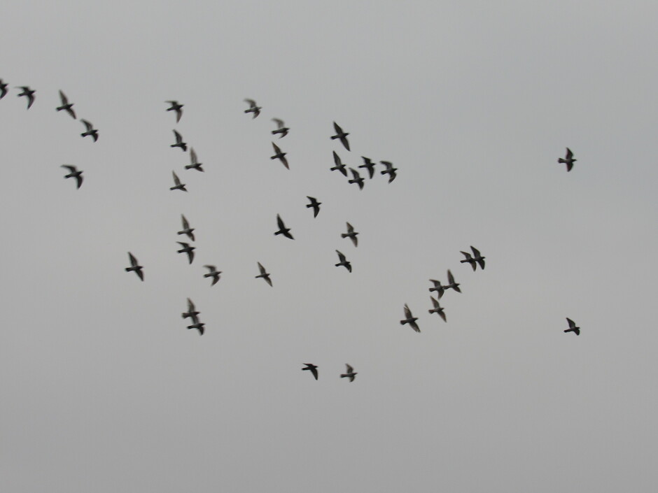 Er is beweging in de grijze lucht...... grijze duiven in vlucht...
