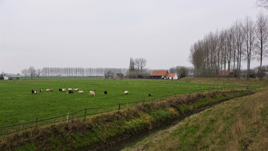 grijs weer 4gr in de polder met schapen