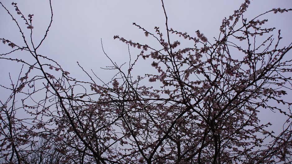 grijs en nevelig weer 2 gr bloesem aan de boom