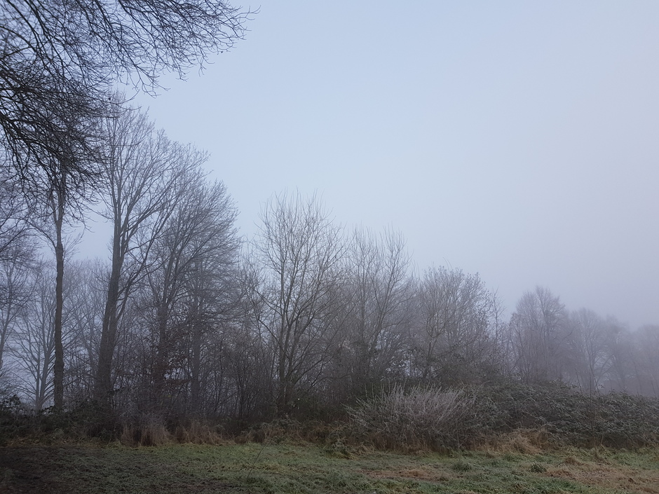 Bevroren bomen in de mist