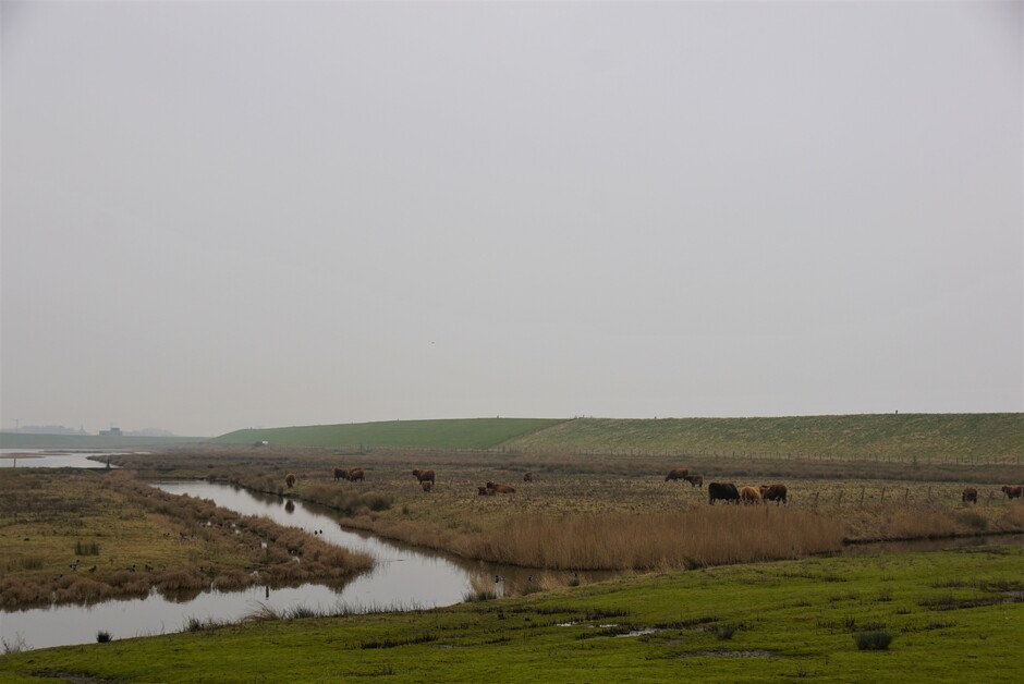 grijs en nevelig weer in natuur gebied  met koeien 4 gr 