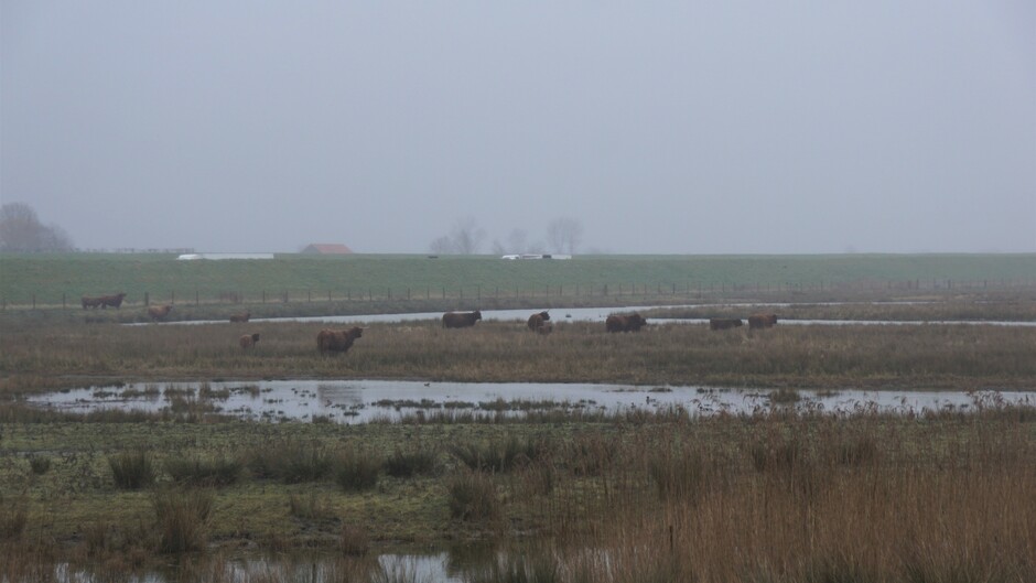 grijs en regenachtig weer 9 gr in natuur gebied met schotse hooglander koeien