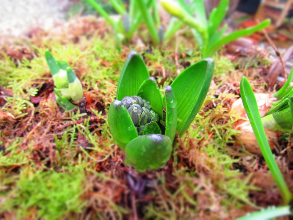 De hyacint zal weldra ontluiken tot een prachtige voorjaarsbloem