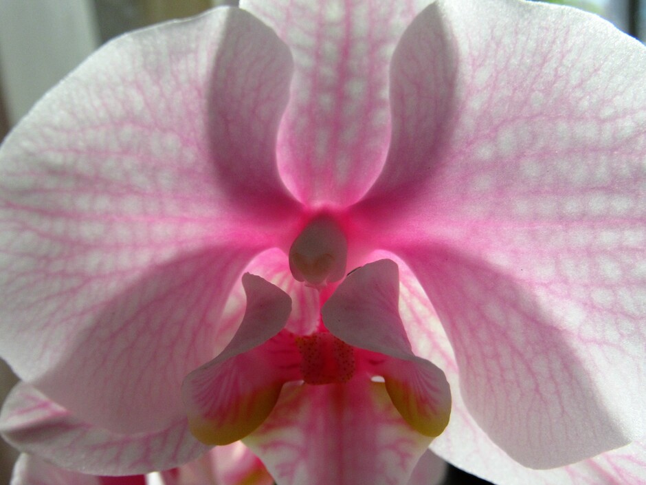 Orchidee in het zonlicht...alvast voor Valentijn
