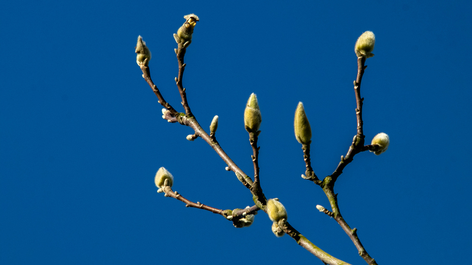 Knoppen magnolia in blauwe lucht 
