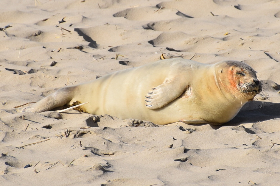 Gewonde zeehond na Eunice op het strand