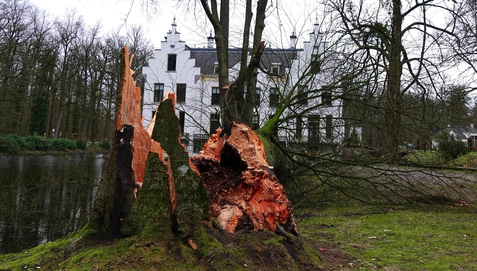 Omgewaaide boom bij kasteel Staverden