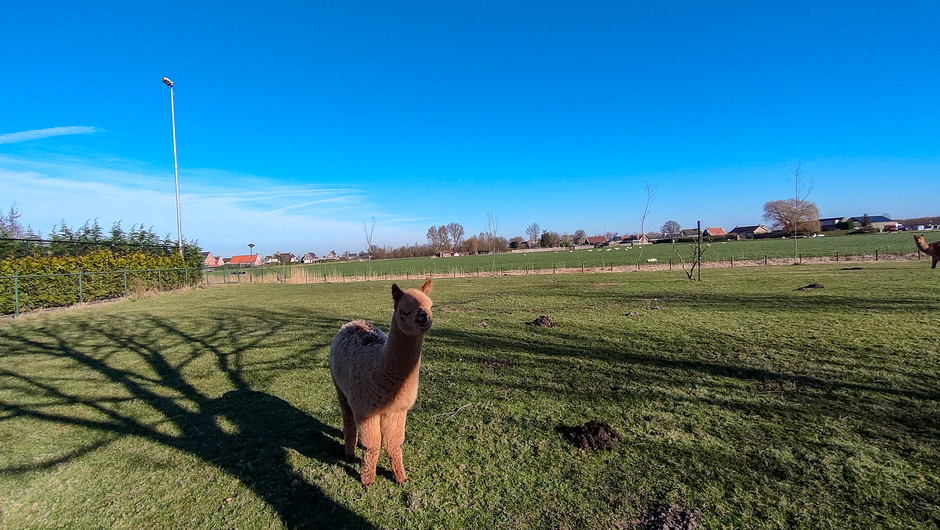 Jonge alpaca in een blauwe lucht 