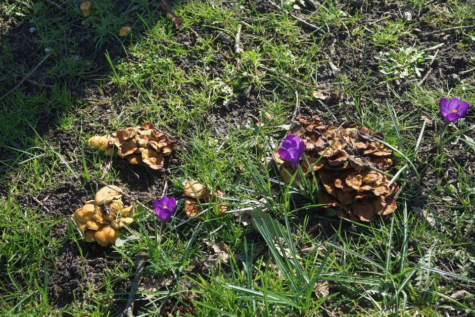 samenvatting van de winter, paddenstoelen en krokussen 