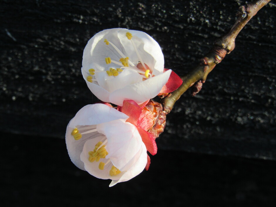 De eerste bloesem van ons abrikozenboompje, in het ochtendzonnetje