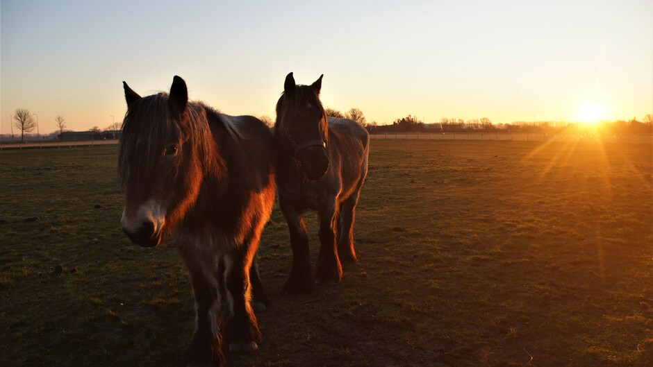 mooie zonsopkomst en helder 3 gr in de paarden wei